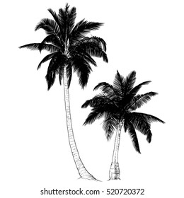 Vector illustration on a graphic tablet. Hand drawing.Set of silhouette of palm trees.