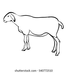 Vector illustration on a graphic tablet. Hand drawing. Silhouette of a goat.