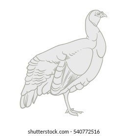 Vector illustration on a graphic tablet. Hand drawing. Silhouette of turkeys.