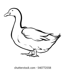 Vector illustration on a graphic tablet. Hand drawing. Silhouette duck.