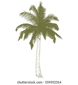Vector illustration on a graphic tablet. Hand drawing.Silhouette of palm tree.