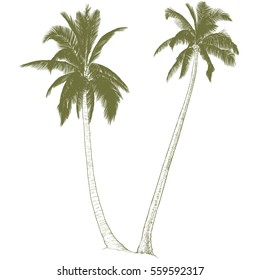 Vector illustration on a graphic tablet. Hand drawing.Silhouette of palm trees.