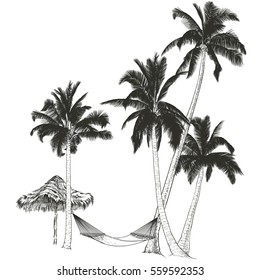 Vector illustration on a graphic tablet. Hand drawing.Palm trees with hammock.