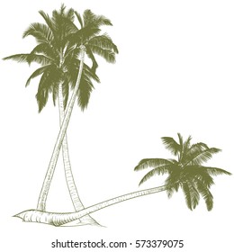 Vector illustration on a graphic tablet. Hand drawing.Silhouette of palm trees.