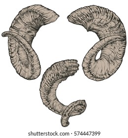 Vector illustration on a graphic tablet. Hand drawing. Ram's horn in color.