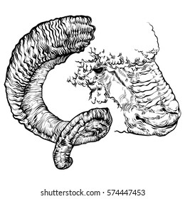 Vector illustration on a graphic tablet. Hand drawing. The head of a ram with horns.