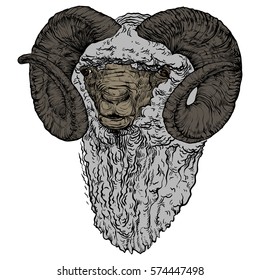Vector illustration on a graphic tablet. Hand drawing. A ram head with horns in color.