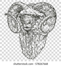 Vector illustration on a graphic tablet. Hand drawing. The head of a ram with horns.