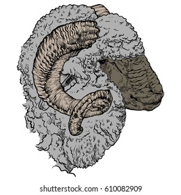 Vector illustration on a graphic tablet. Hand drawing. A ram head with horns in color.