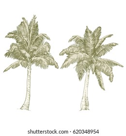 Vector illustration on a graphic tablet. Hand drawing.Silhouette of palm trees.