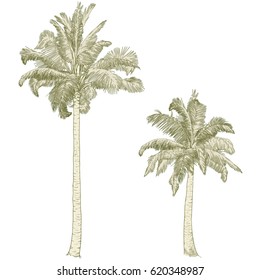 Vector illustration on a graphic tablet. Hand drawing.Silhouette of palm trees.