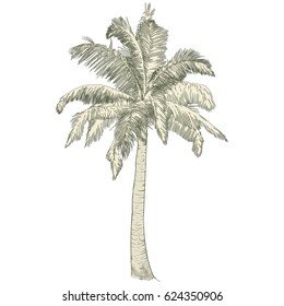 Vector illustration on a graphic tablet. Hand drawing.Silhouette of palm tree.