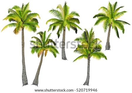 Vector illustration on a graphic tablet. Hand drawing.Two palm trees, branches of palm trees made of gradient.