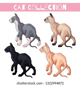 Vector illustration on the pets theme: bald cats of different colors. Cartoon character. Domestic animal.