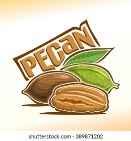 Vector illustration on the theme of the logo for pecan nuts still life composition, consisting of peeled half pecan nutlets and two nuts in the nutshell with green leaf