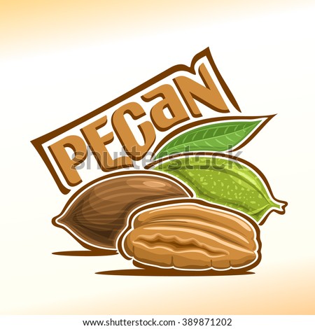 Vector illustration on the theme of the logo for pecan nuts still life composition, consisting of peeled half pecan nutlets and two nuts in the nutshell with green leaf