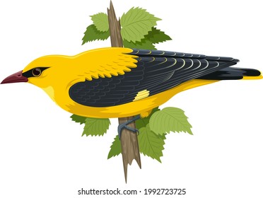 Vector illustration on the theme of nature. Composition of a yellow bird, an oriole, sitting on a branch against a background of green leaves.