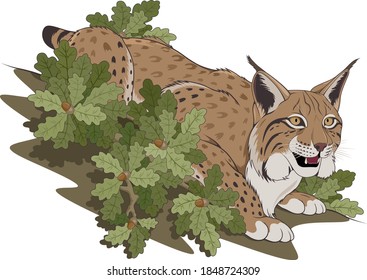 Vector illustration on the theme of wildlife. Predatory animal lynx in the forest against the background of oak branches.