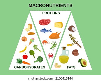 Vector illustration on the topic of the main groups of products - macronutrients. Proteins, fats and carbohydrates in the form of an infographic with the image of food. The concept of healthy eating.