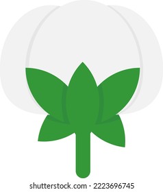 Vector illustration on transparent background, of a cotton plant. Flowering plants, nature and ecology. Flat illustration of cotton plant ready for harvest.
