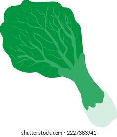 Vector illustration on a transparent background, of a lettuce leaf. Vegetable. Vegetarian and vegan food.
