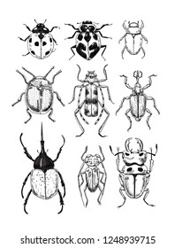 Vector illustration on various beetles, elements for design.
