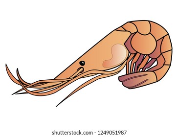 VECTOR ILLUSTRATION ON WHITE BACKGROUND. SHRIMP