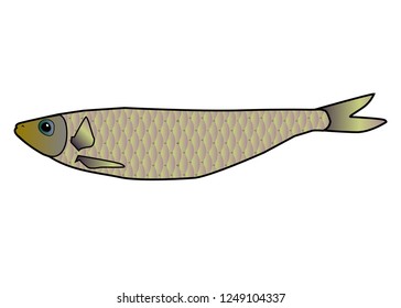Vector illustration on white background. mackerel fish
