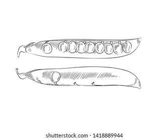 Vector illustration on white background - peas in sketch style.
