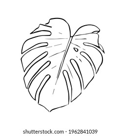 Vector illustration on a white background of a monstera leaf. Hand-drawn. A sketch. Pencil drawing.