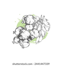 Vector illustration on a white background, hand-drawn sketch: a sprig of black currant with several berries and foliage, ripe and fresh. Perfect for organic food logos