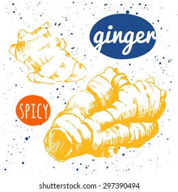 Vector illustration on white background with sketch root.  Outline drawing ginger. Seasoning for food. Restaurant Design.