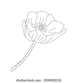 Una ilustración vectorial de una flor de amapola común negra aislada en un fondo blanco