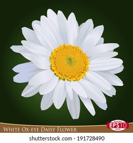 Vector illustration of one bud of white Ox-eye daisy flower; photo-realistic style drawing. Asteraceae -- Leucanthemum vulgare.