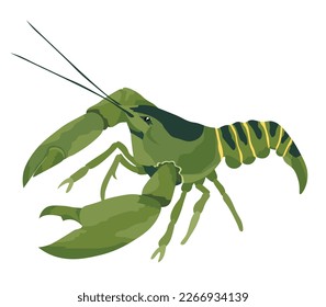 Vector illustration of one crayfish on white background. Crawfish illustration, vector EPS format. Realistic gre claw crayfish isolated illustration, commercially crayfish