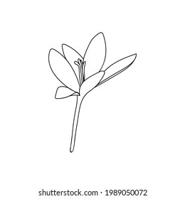 Vector illustration of one crocus saffron flower line drawing. Botanical illustration vector bud of expensive spice