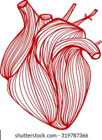 Vector illustration of one drawn from many red lines anatomic human heart on white background