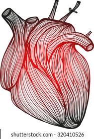 Vector illustration of one drawn from many red and black lines anatomic human heart on white background