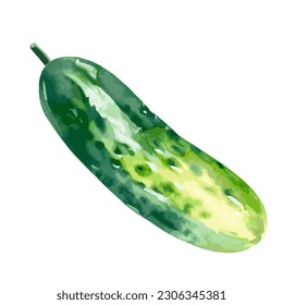 A Vector illustration of one fresh green cucumber isolated on a white background