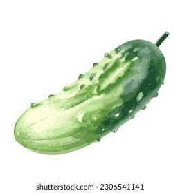 Vector illustration of one fresh green cucumber isolated on a white background