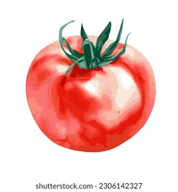 A Vector illustration of one fresh red tomato isolated on a white background