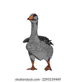 Vector illustration of one gray goose, hand-drawn, front view. Poultry with a long neck in the style of doodles.