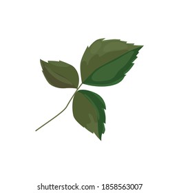 Vector illustration of one green rose leaf with three leaves. Detail for a bouquet, postcard or wedding decoration
