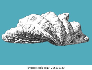 Vector illustration  with one large shell on a blue background