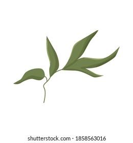 Ilustración vectorial de una hoja de peony suavemente verde. Detalle para una página web o una tienda de flores y plantas, decoración de estilo chic y sobrio de tarjetas e invitaciones,