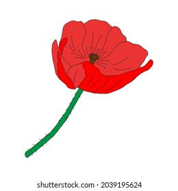 A Vector illustration of one red Common poppy flower isolated on a white background