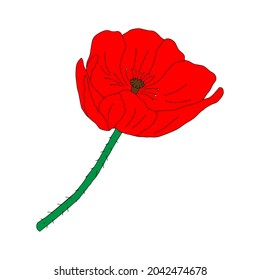 A Vector illustration of one red Common poppy flower isolated on a white background