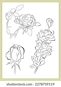 vector illustration of one rose and sprays of roses with white background for coloring book