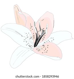 Vector illustration of one tiger lily isolated on white background. Blank for designers, elements, logo, icon, wedding