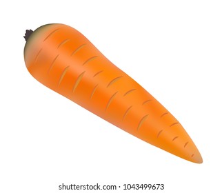 Vector illustration, one washed orange realistic carrot isolated on white background